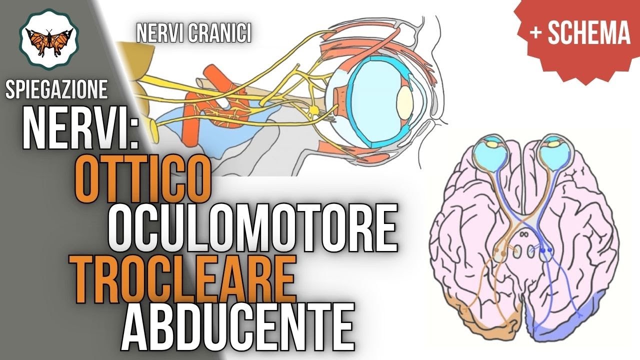 Nervi: ottico, oculomotore, trocleare, abducente - II, III, IV, VI N.C. | Nervi cranici