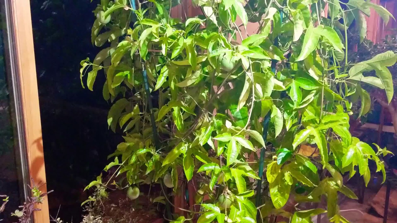 Purple passion fruit is ripe!!!! Container grown in MN