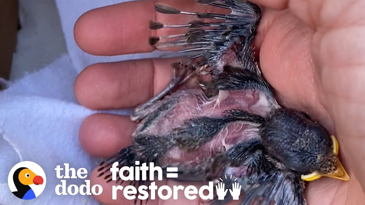 Injured Baby Sparrow Was In The Right Place At The Right Time  | The Dodo Faith = Restored