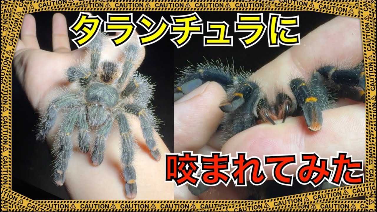 咬まれて検証！タランチュラは本当に危険生物なのか？