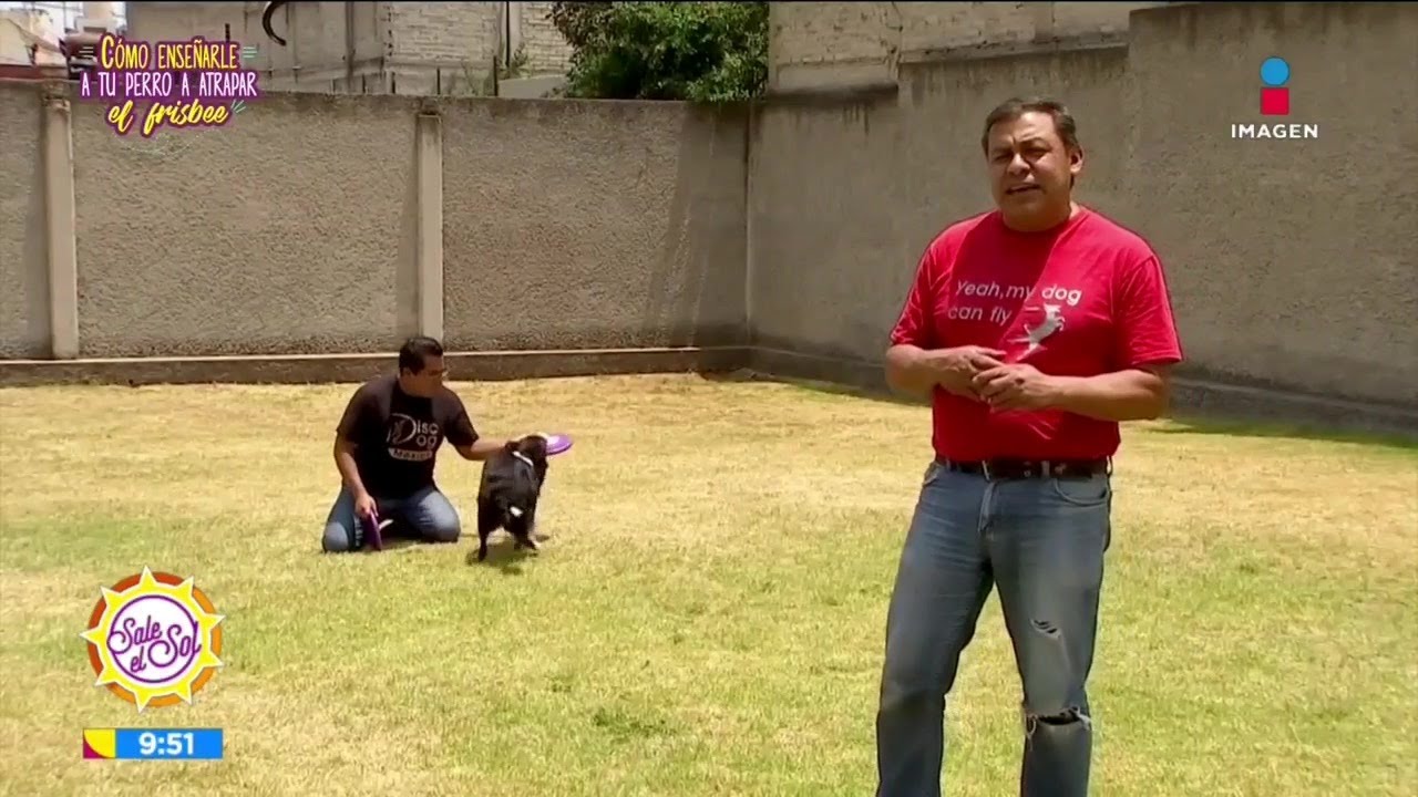 ¿Cómo enseñar a tu perro a atrapar el frisbee? | Sale el Sol