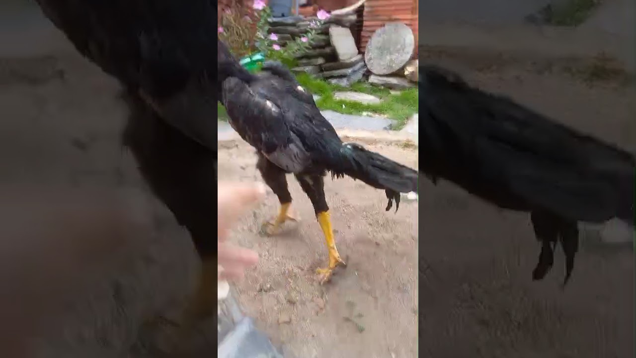 8 de março de 2026