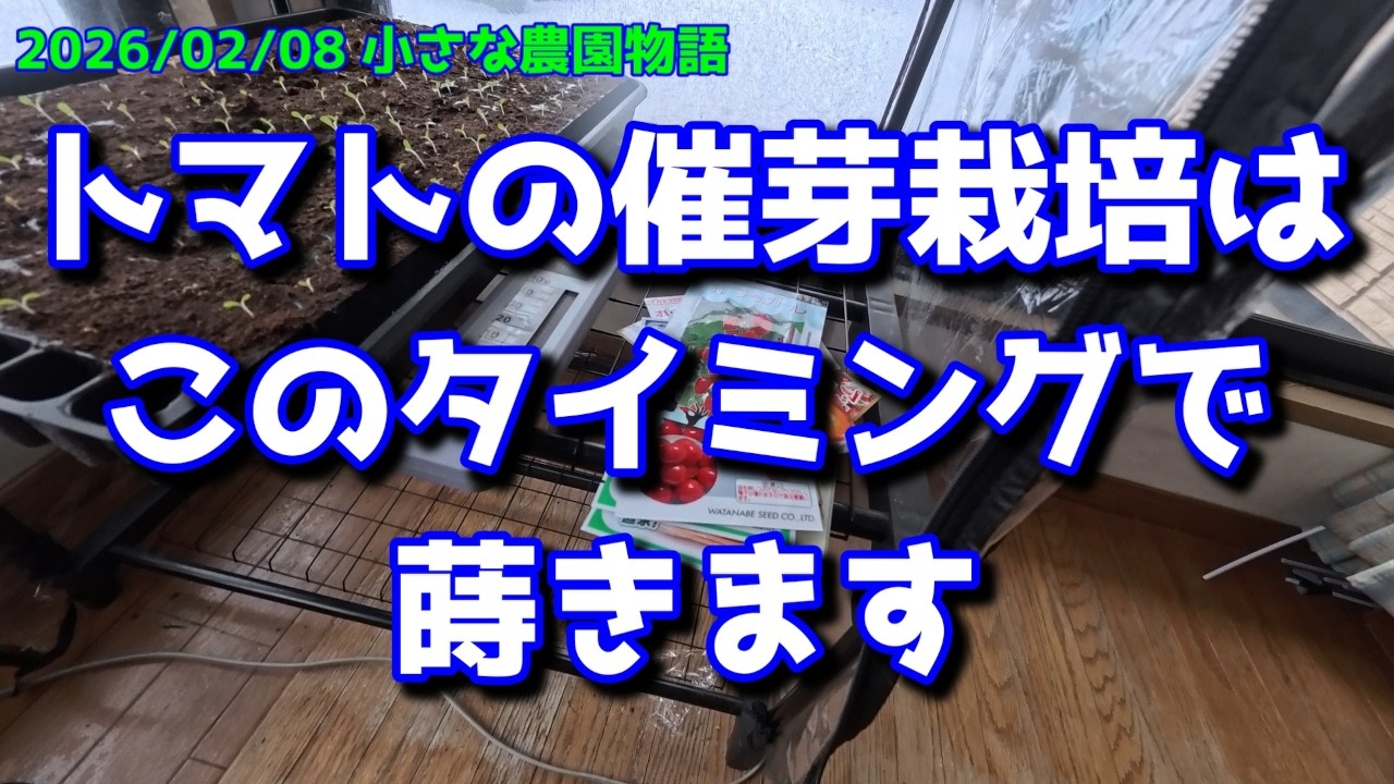 【ミニトマト】トマトの催芽栽培は天気見てこのタイミングで蒔きます　2026/02/08