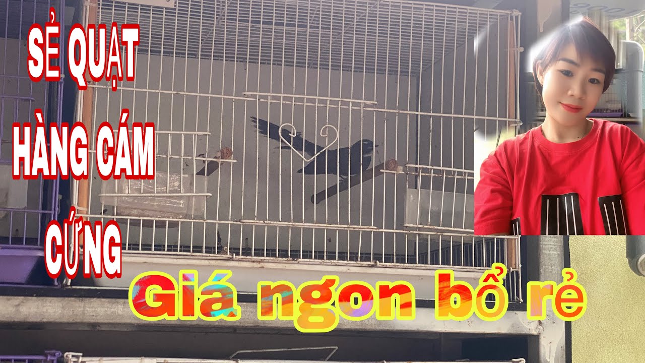SẺ QUẠT CÁM CỨNG~GIÁ NGON BỔ RẺ#emphuongchimcanh#ketnoidamme#thinhhanh#sequathotxoe#