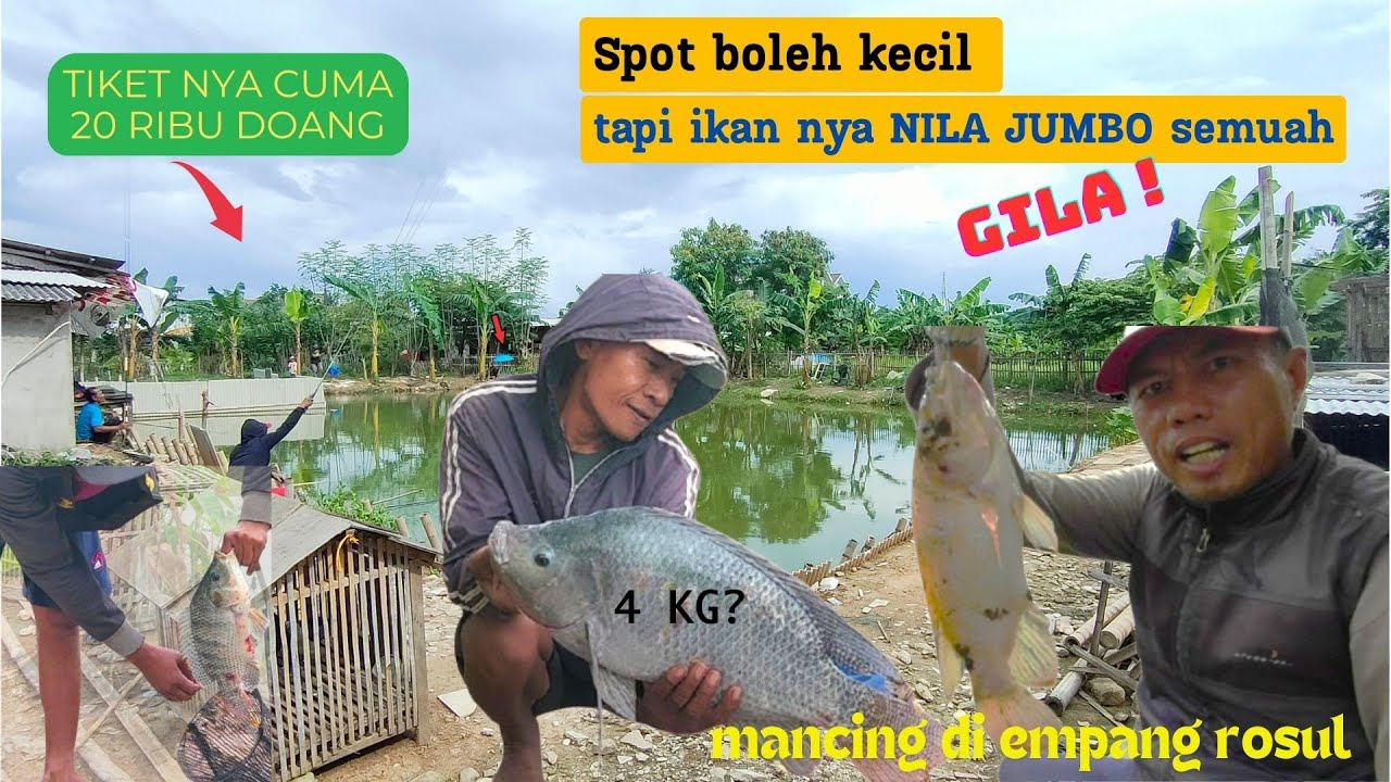 SPOT MANCING BOLEH KECIL TP IKAN NILA nya JUMBO SEMUA, MANCING DI EMPANG ROSUL DAPAT NILA MONSTER
