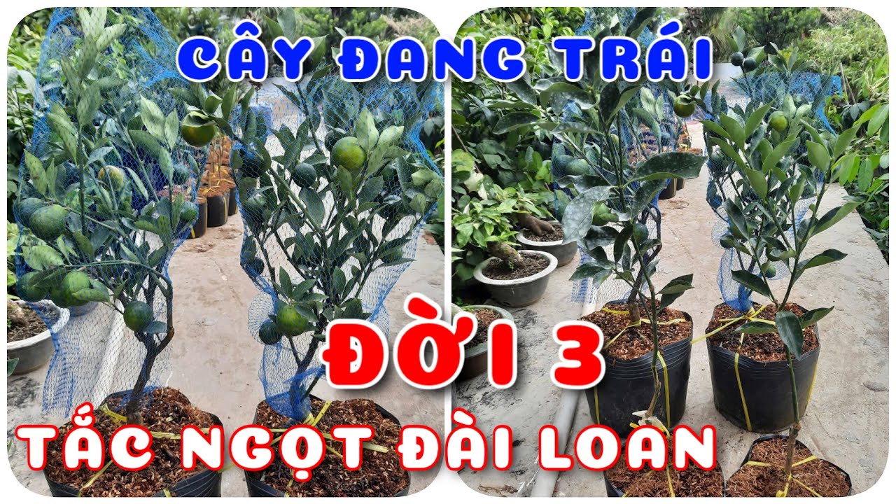 Cây Tắc ngọt Đài Loan đời 3 cây đang trái | 0386569374 - Ngọc Ngân Bến Tre | Chuyên cây độc lạ