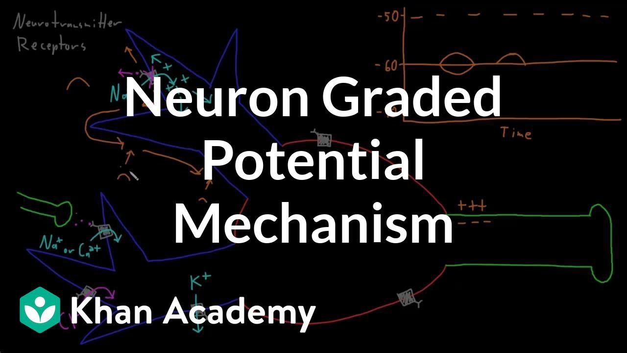 Neuron graded potential mechanism | Nervous system physiology | NCLEX-RN | Khan Academy