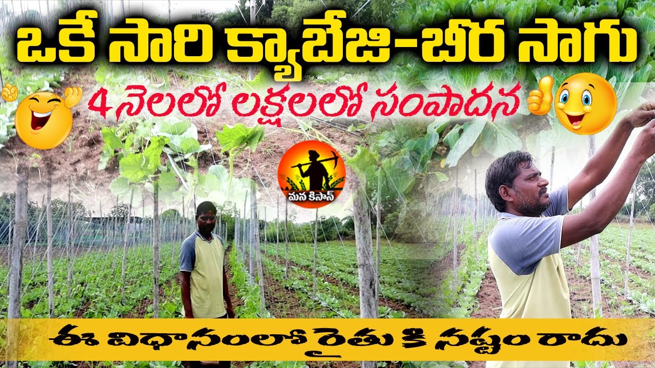 Cabbage Farming in telugu | క్యాబేజీ సాగు | Cabbage crop Cultivation  | Mana Kisan Tv