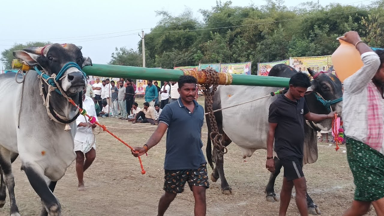 లింగరెడ్డిగూడ గ్రామపంచాయతీ సాయిరెడ్డి గూడ గ్రామంలో న్యూ కేటగిరి బండలాగుడు పోటీలు 12వ జత