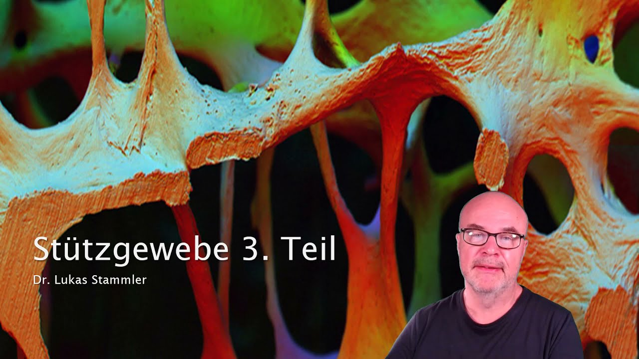 Stützgewebe 3. Teil