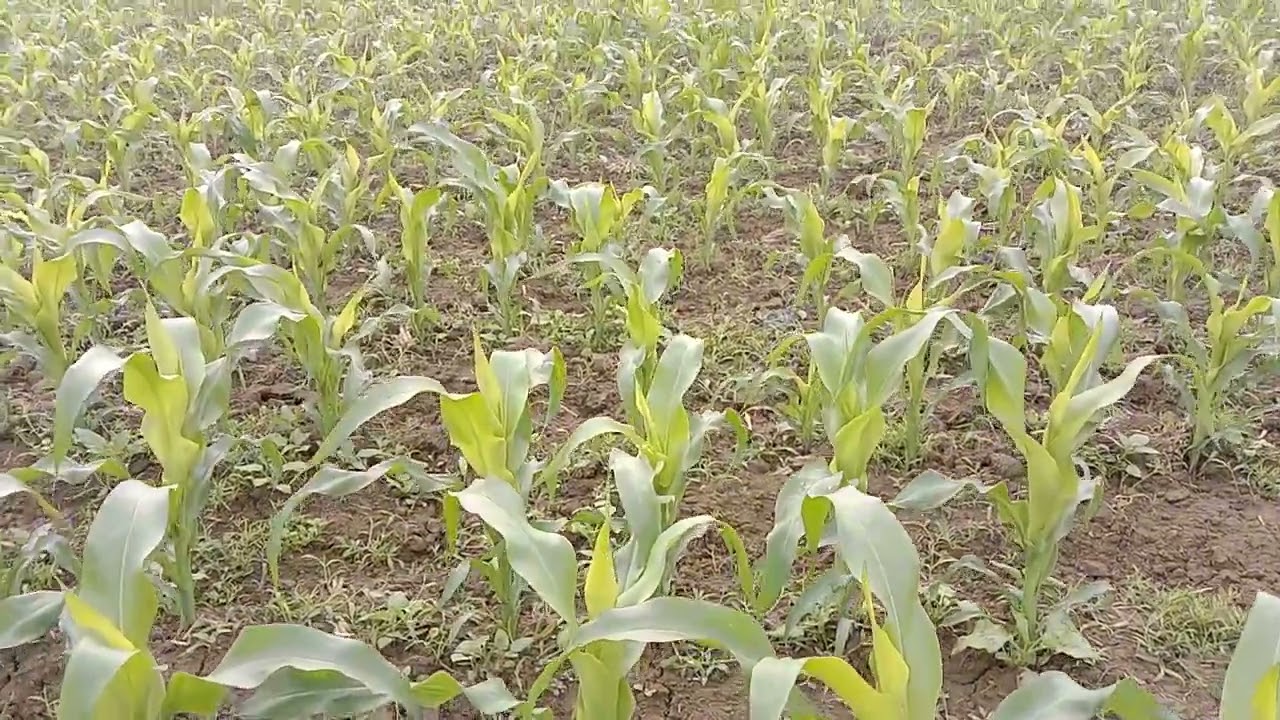 বিশাল ভুট্টা ক্ষেত | Large Maize Field | ঠাকুরগাঁও জেলা | Islamic Way