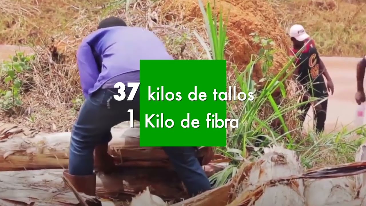Fibra de plátano, una de las más fuertes en el mundo