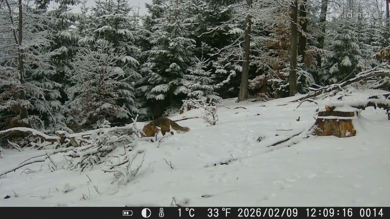 LIS ( Vulpes vulpes ) + ZAGADKA