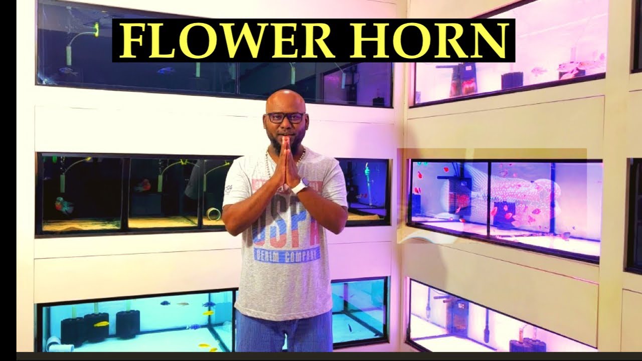 FLOWERHORN  SETUP| தமிழ் | CHENNAI AQUARIUM |