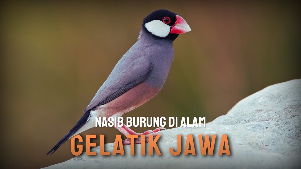 Burung Gelatik Jawa - Ciri dan habitatnya di alam