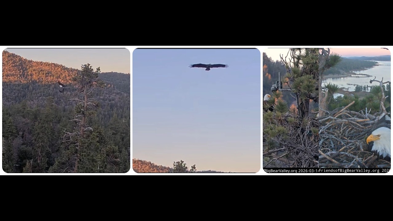 Shadow brings a fish, an immature eagle follows Shadow 14.03.2026 @FOBBVCAM