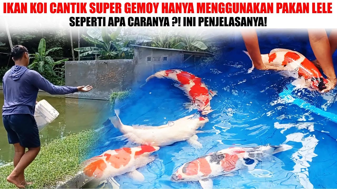 IKAN KOI GENETIK SUPER DIKASIH PAKAI PAKAN LELE❗ HASILNYA BIKIN KOI MAKIN CANTIK❗ APA BISA BEGITU??