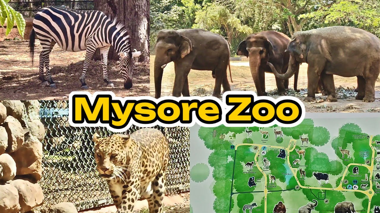 This Zoo in India is MASSIVE | Mysore Zoo Vlog With Buddies