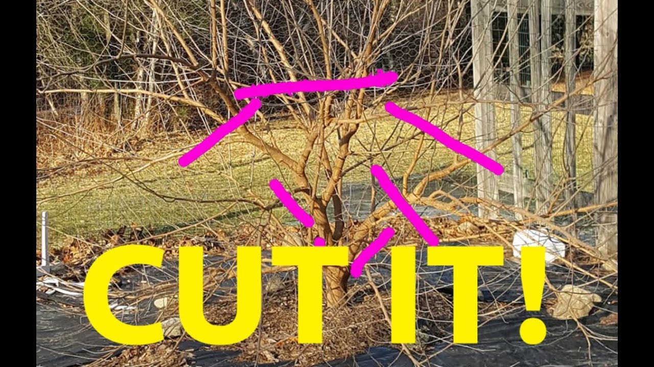 Prune Mulberry Trees like Crazy and They'll Thrive (Here's How)