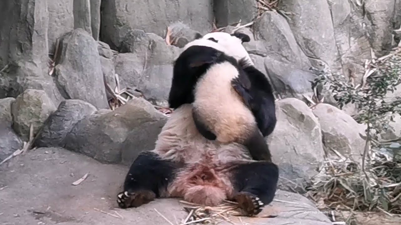 Giant Panda Le Le teamwork, kissies+huggies 大熊猫叻叻 @ 新加坡河川生态园