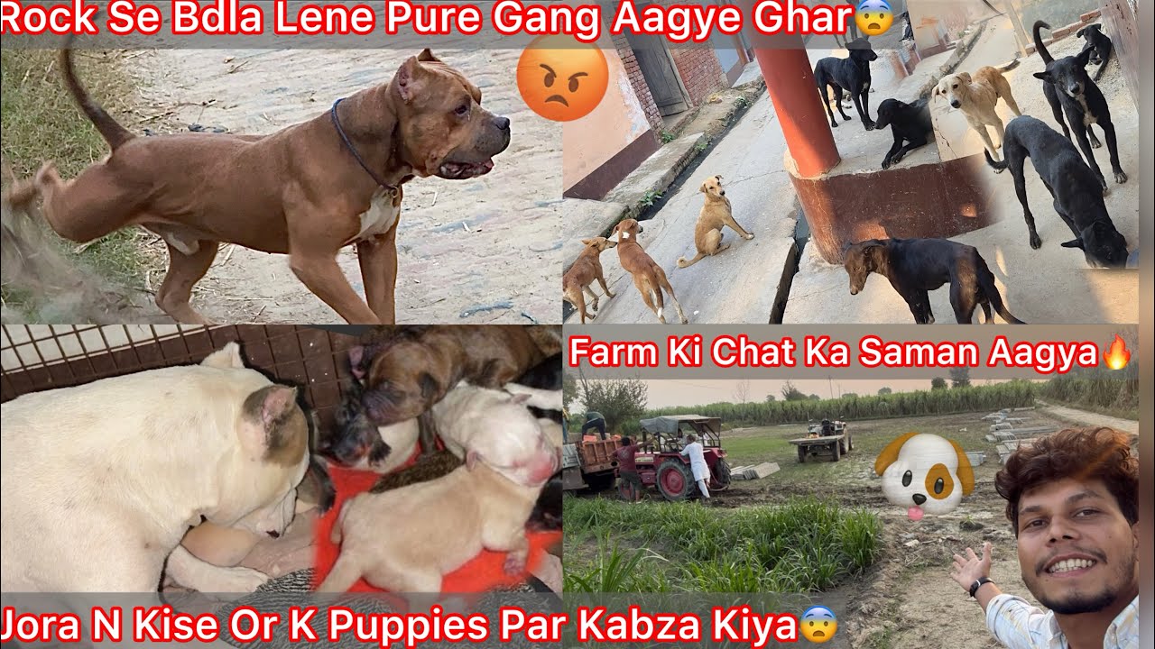 Rock Se Badla Lena Pure Gang Aagye Ghar K Bhar😨Jora N Puppies Par Apna Kabza Krliya🐶Make Dog Farm🔥