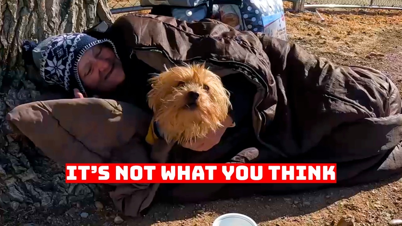 Do Homeless Pets Have Better Lives?