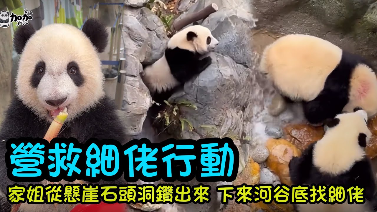 拯救細佬行動，家姐在懸崖高處看到細佬在河谷底，著急下來營救細佬#大熊貓加加得得 #大熊貓家姐細佬 #熊貓bb #panda #cutepanda #香港大熊貓 