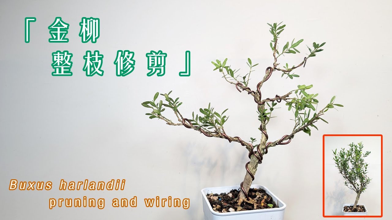 來試試新材料，金柳整枝修剪！Let's try the new material! Buxus harlandii shaping and pruning!