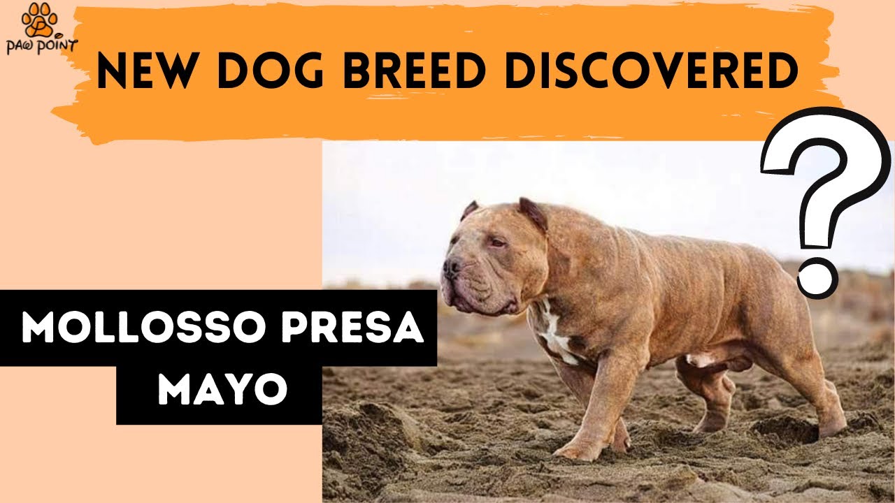 New dog breed discovered - Next big thing?