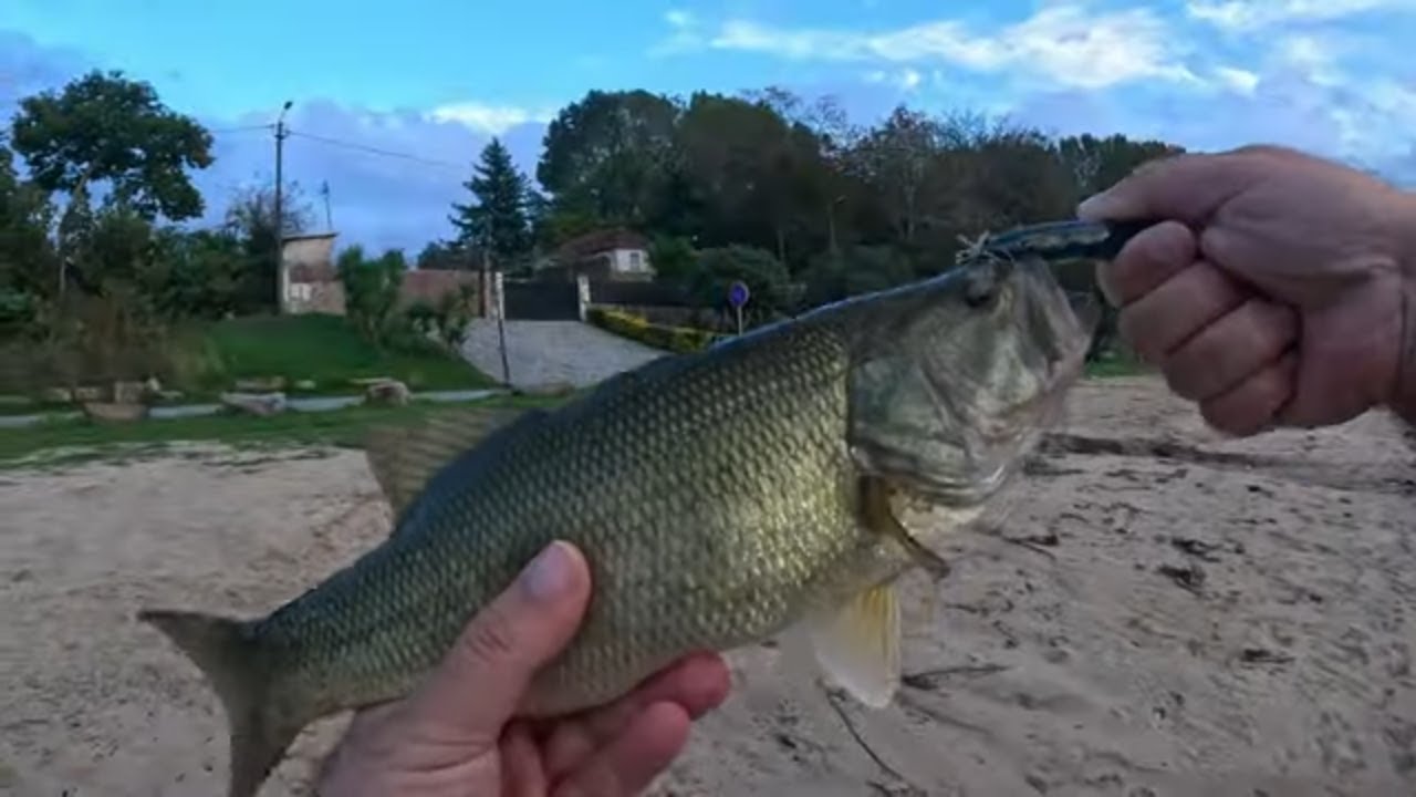 Achigãs com Poppers, Barbos c/a Nymph e até Lucioperca (foi brutal)