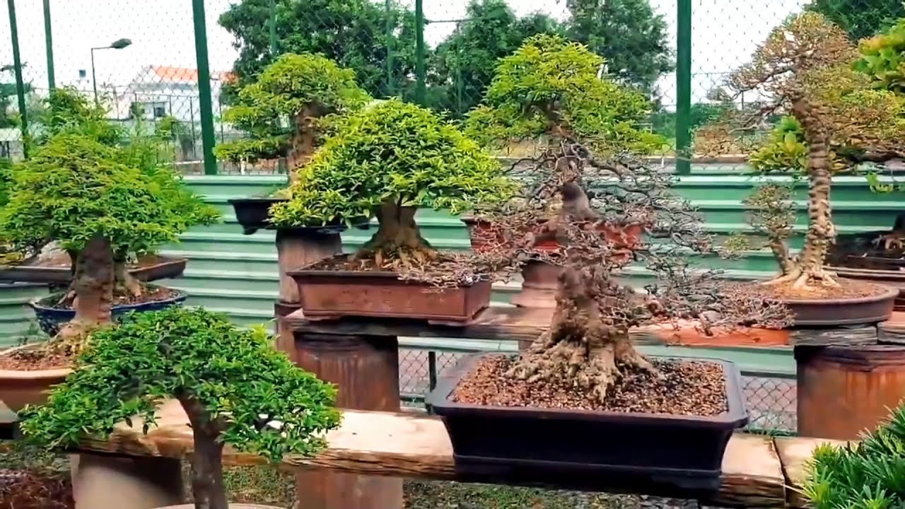 Vườn Bonsai tuyệt đẹp của nghệ nhân Long An
