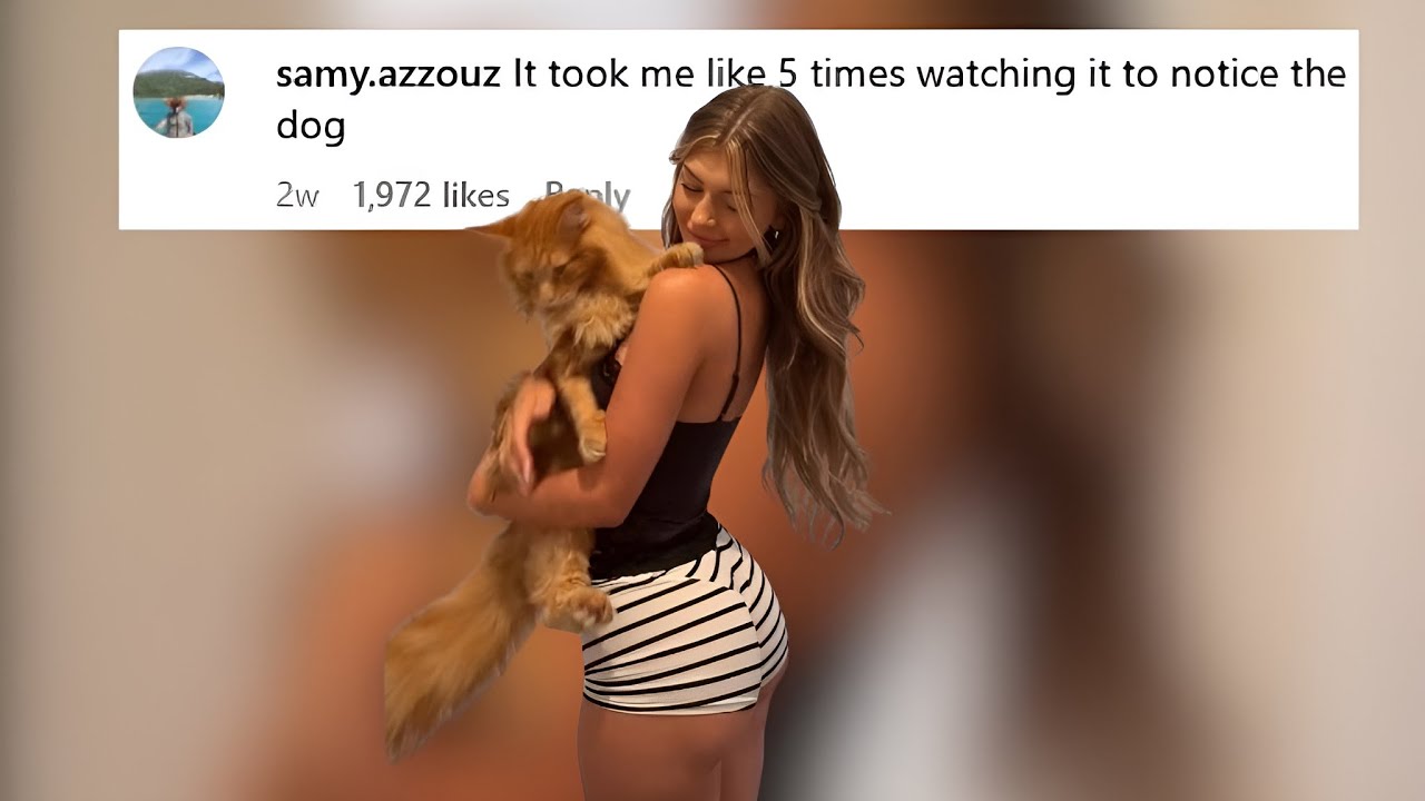What Color Is The Cat