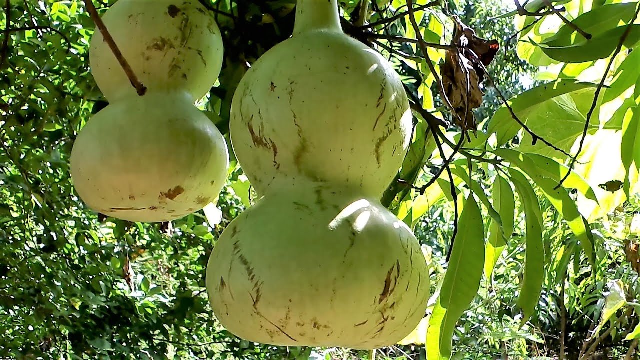 Mate, bule, calabaza de peregrino, calabaza vinatera, capallu, guada, guaje, jicaro, acocote.