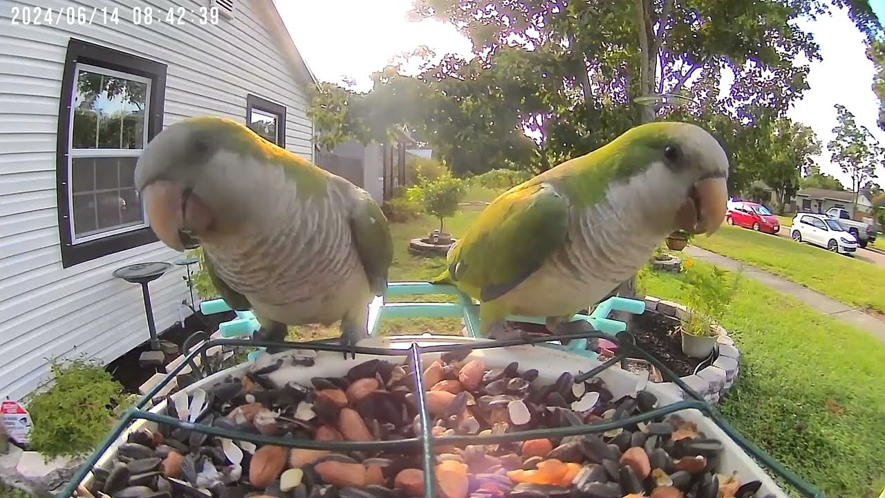 Nanday Parakeets and Quaker Monks