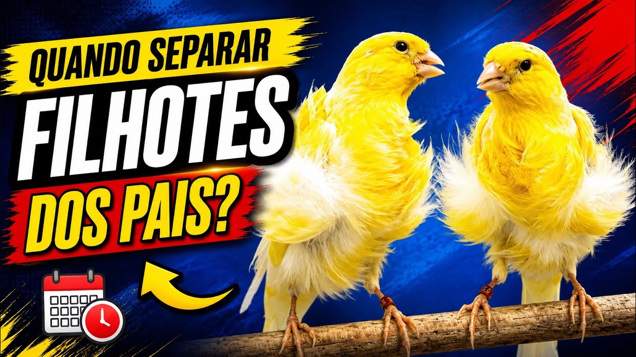 Quando SEPARAR os FILHOTES de CANÁRIOS dos pais?#ninhodocanario