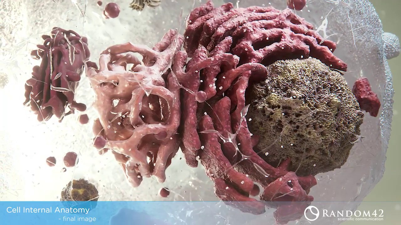 Cell Anatomy, Making Of - Scientific Visual Effects : TP
