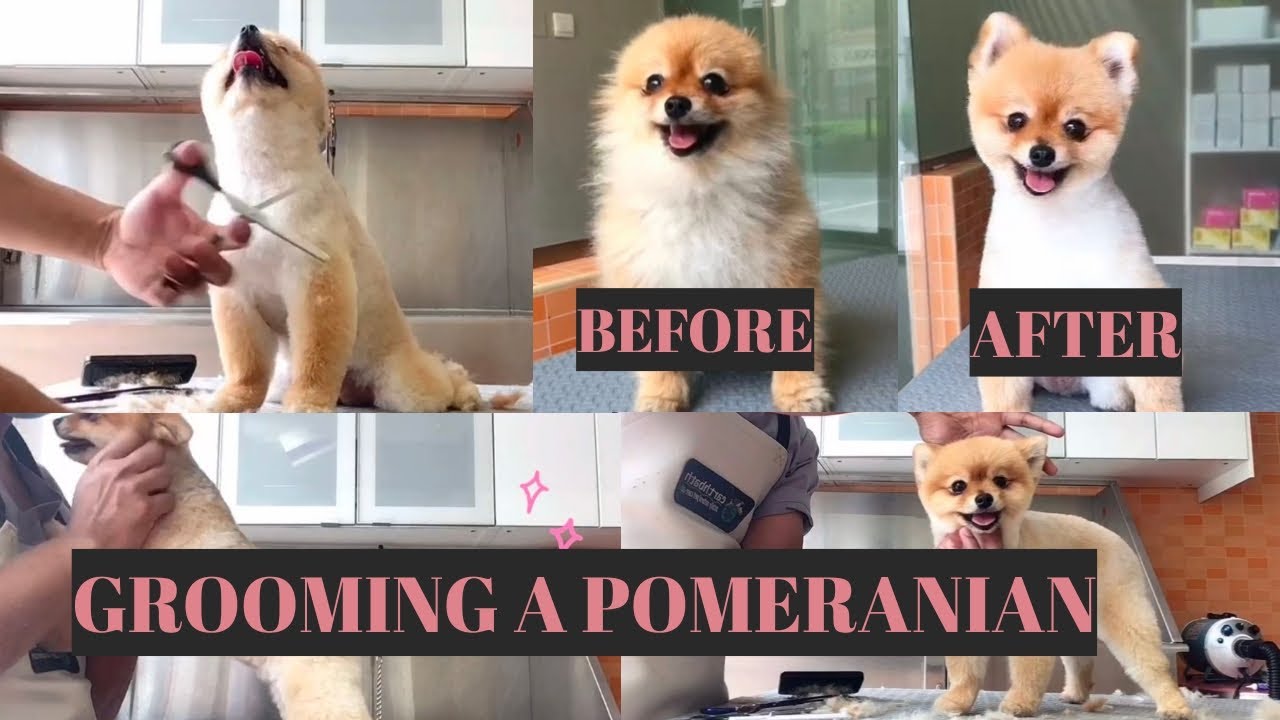 Pomeranian Grooming - Teddy Bear Cut |  Bunny TV