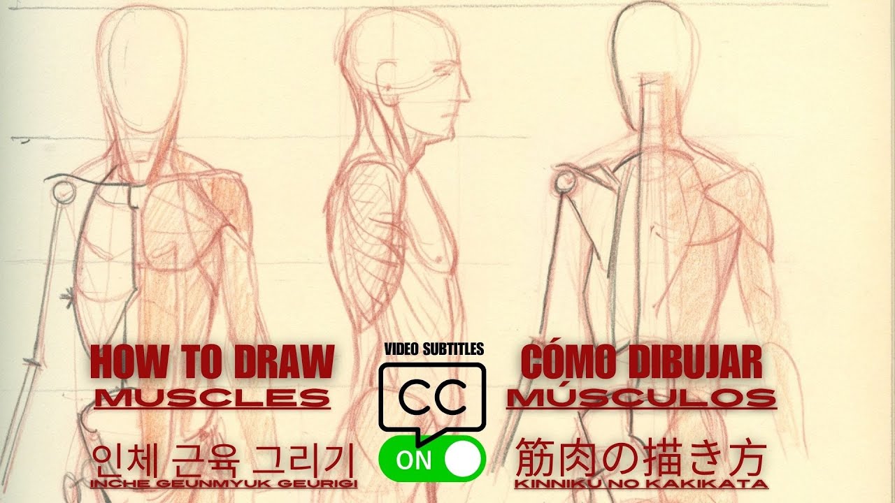 How to Draw Muscles: A Figure Drawing Foundation Course (extract)