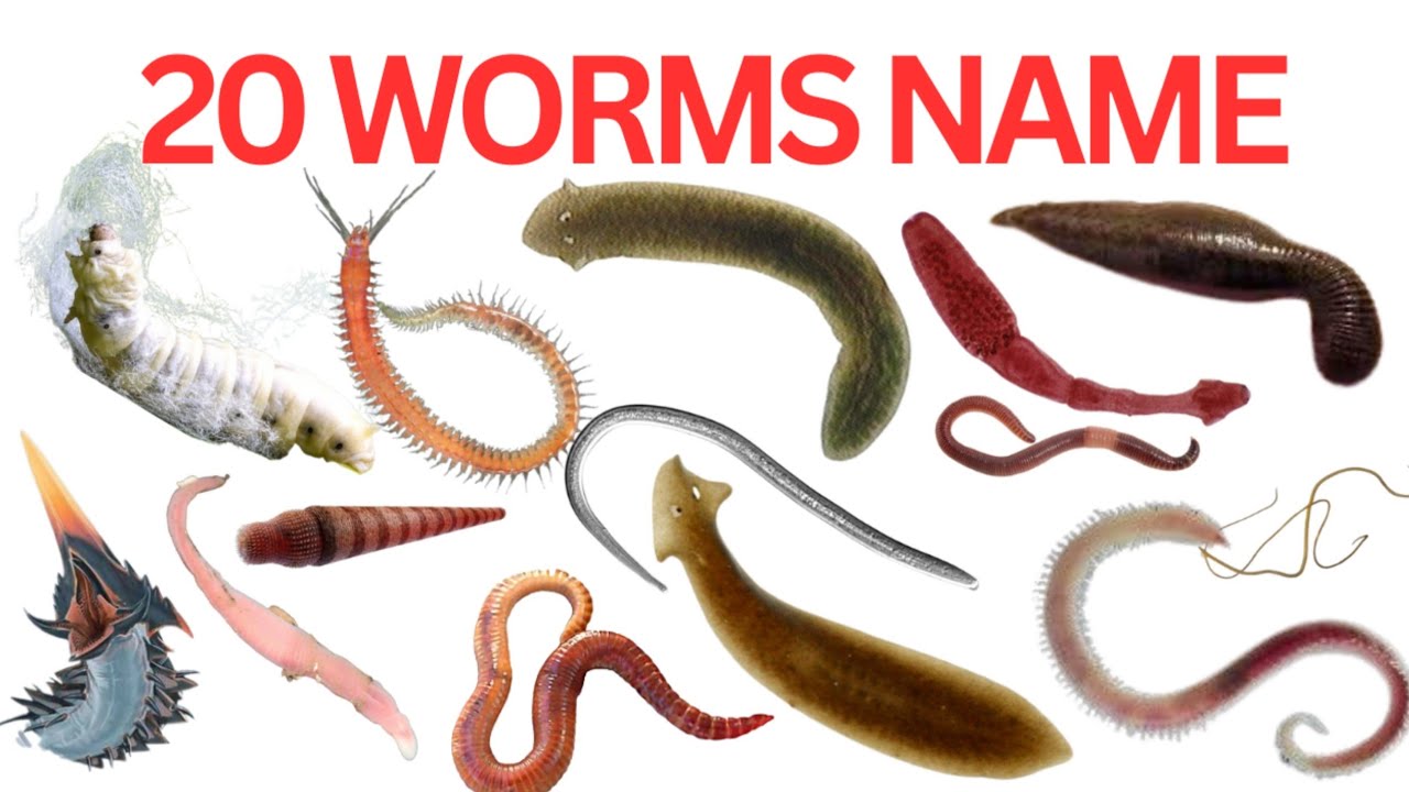 20 Worms Name In English And Hindi | Learn Worms Name With Fun | Worms Name |