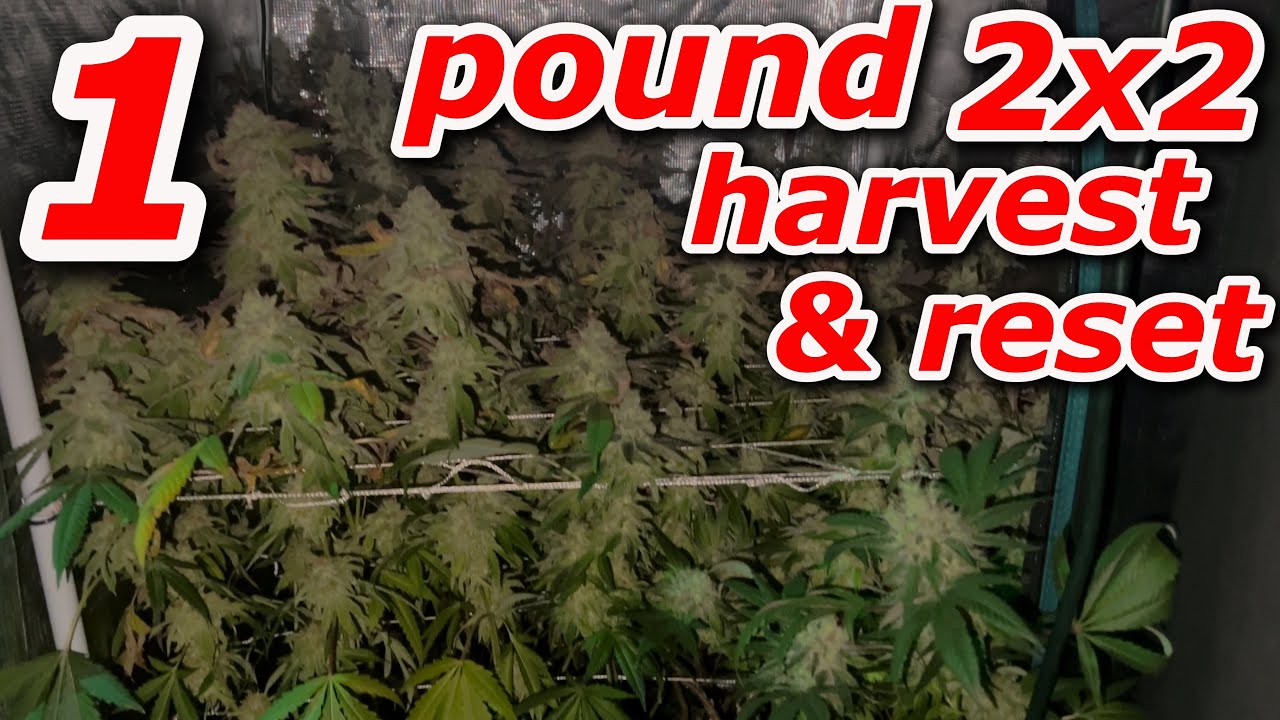 HARVESTING 1 POUND IN 2x2 & DWC RESET