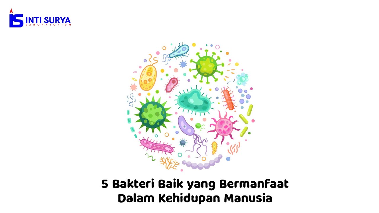 Bakteri Baik Untuk Manusia? YUk! Ketahui Jenis-Jenis Bakteri Baik Yang Berguna Bagi Kehidupan