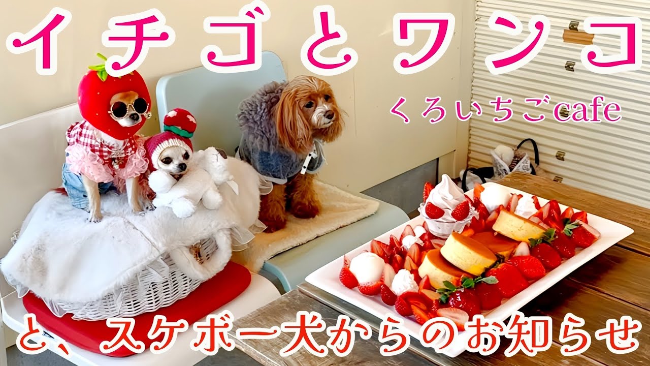 【イチゴとワンコとスケボー犬】イチゴ好きには堪らない、完熟イチゴのキングプレートを食べに行ってきました。後半はスケボー犬イベントのお知らせです。