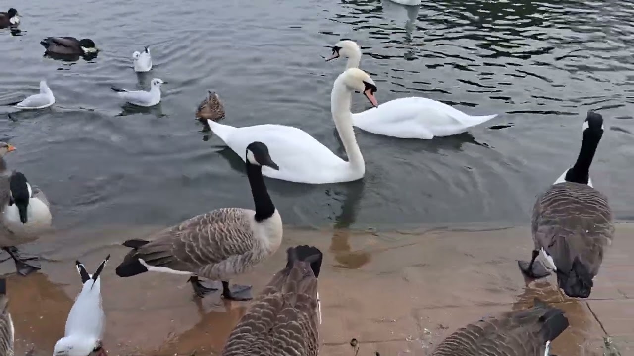 Days out with Guy*Cleethorpes boating lake 9th February 2026*