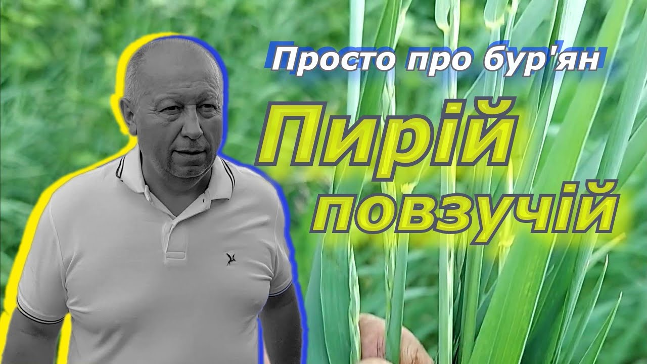 Пирій повзучій. Просто про бур'ян.