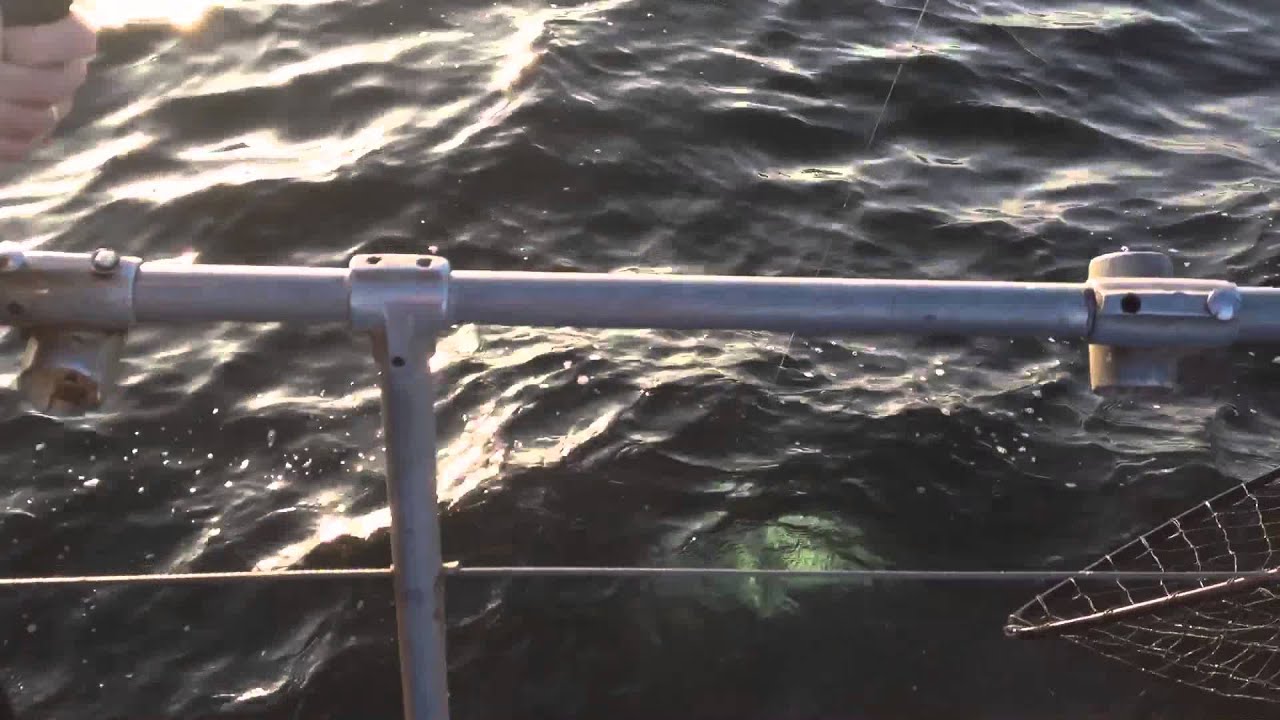 Salmon fishing with Prowler Charters Bandon, OR