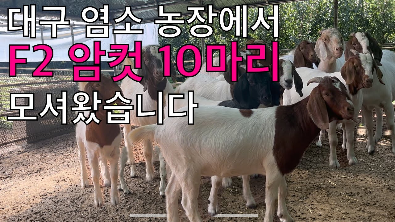 염소 사러 대구 다녀왔다구 ! 염소 초보의 F2 염소 10마리 구매 현장으로 초대한다구!