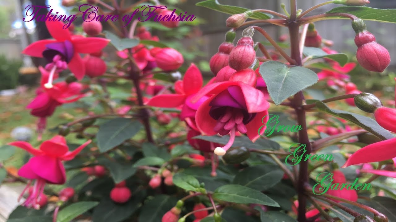 Fuchsia Plant Pruning  and Caring