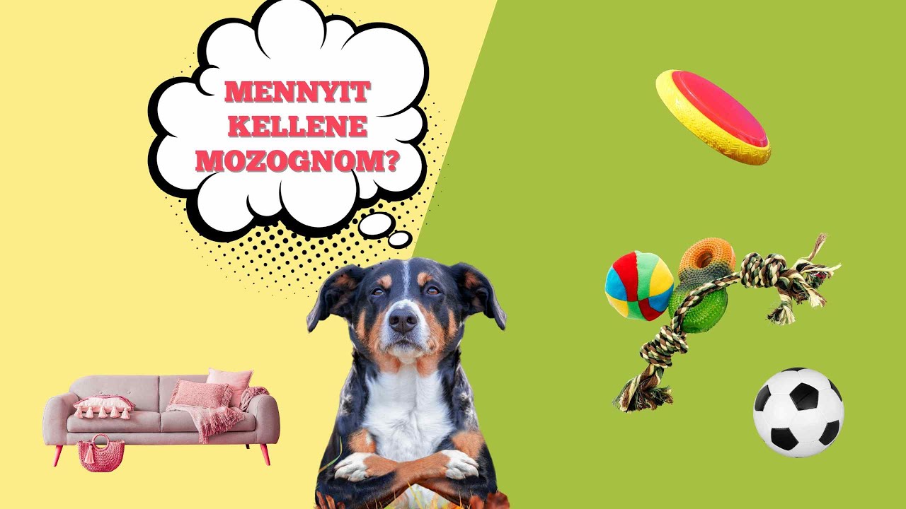 Mennyi mozgás kell a kutyának?