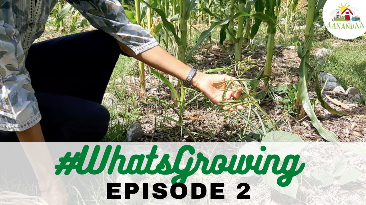 EP 02 | #WhatsGrowing at Aanandaa Permaculture Farm [May 2020]