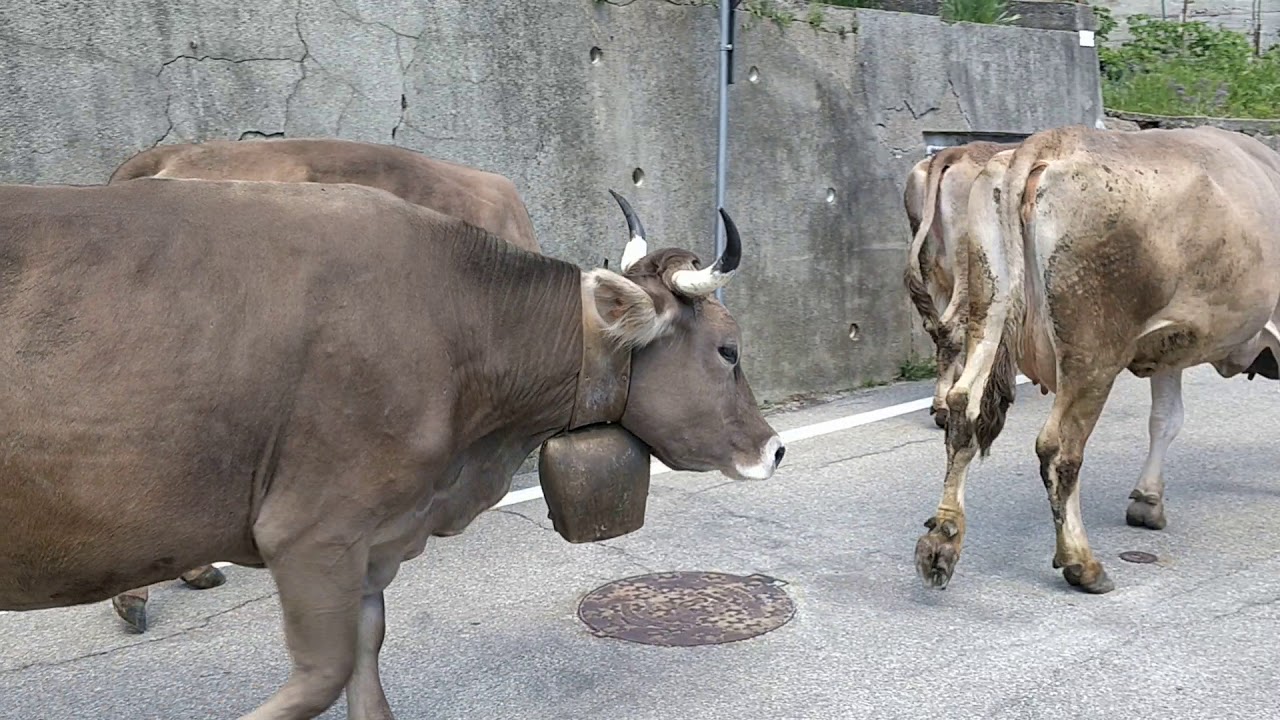 Transumanza 2019 a Sovazza